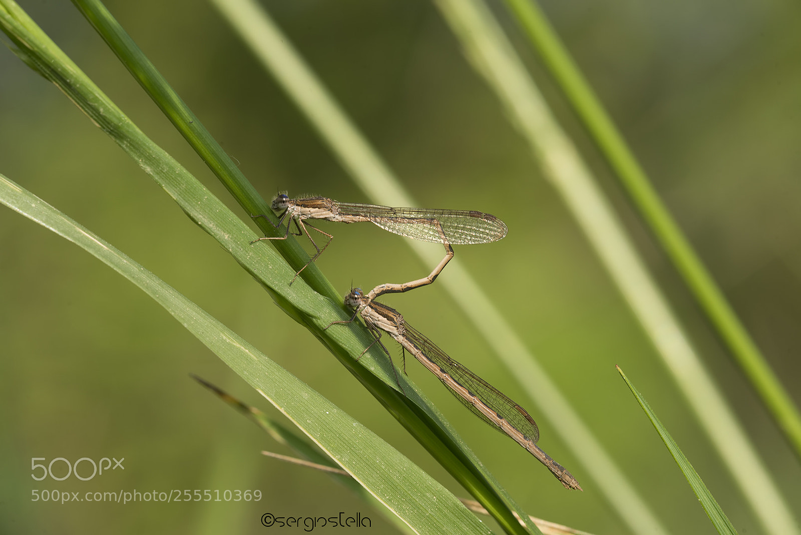 Nikon D610 sample photo. Sympecma fusca ♂ ♀ photography