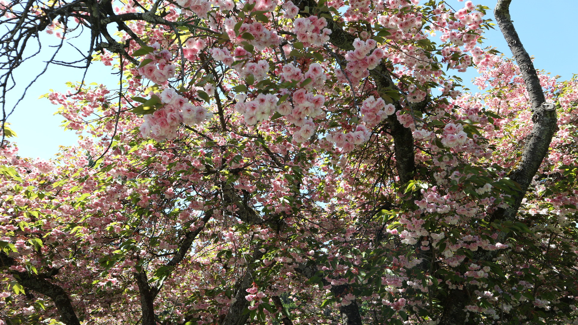 Canon EOS M10 sample photo. Pink blossom photography