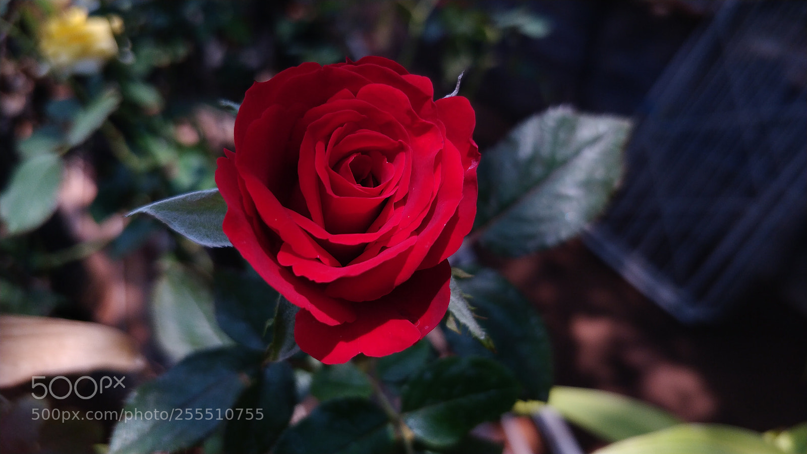 OnePlus 5 sample photo. Rose photography