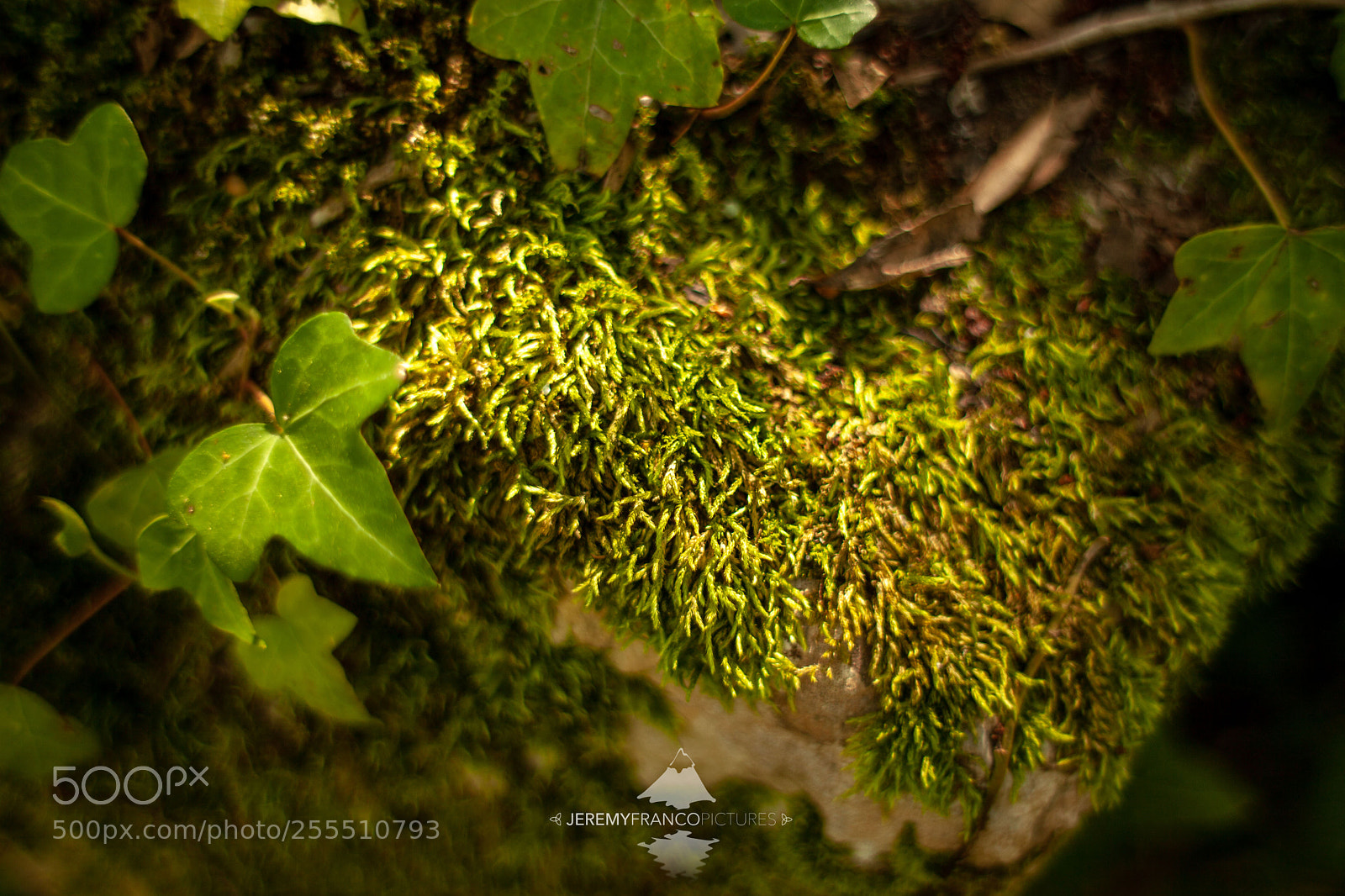 Canon EOS 5D Mark II sample photo. Moss and green photography
