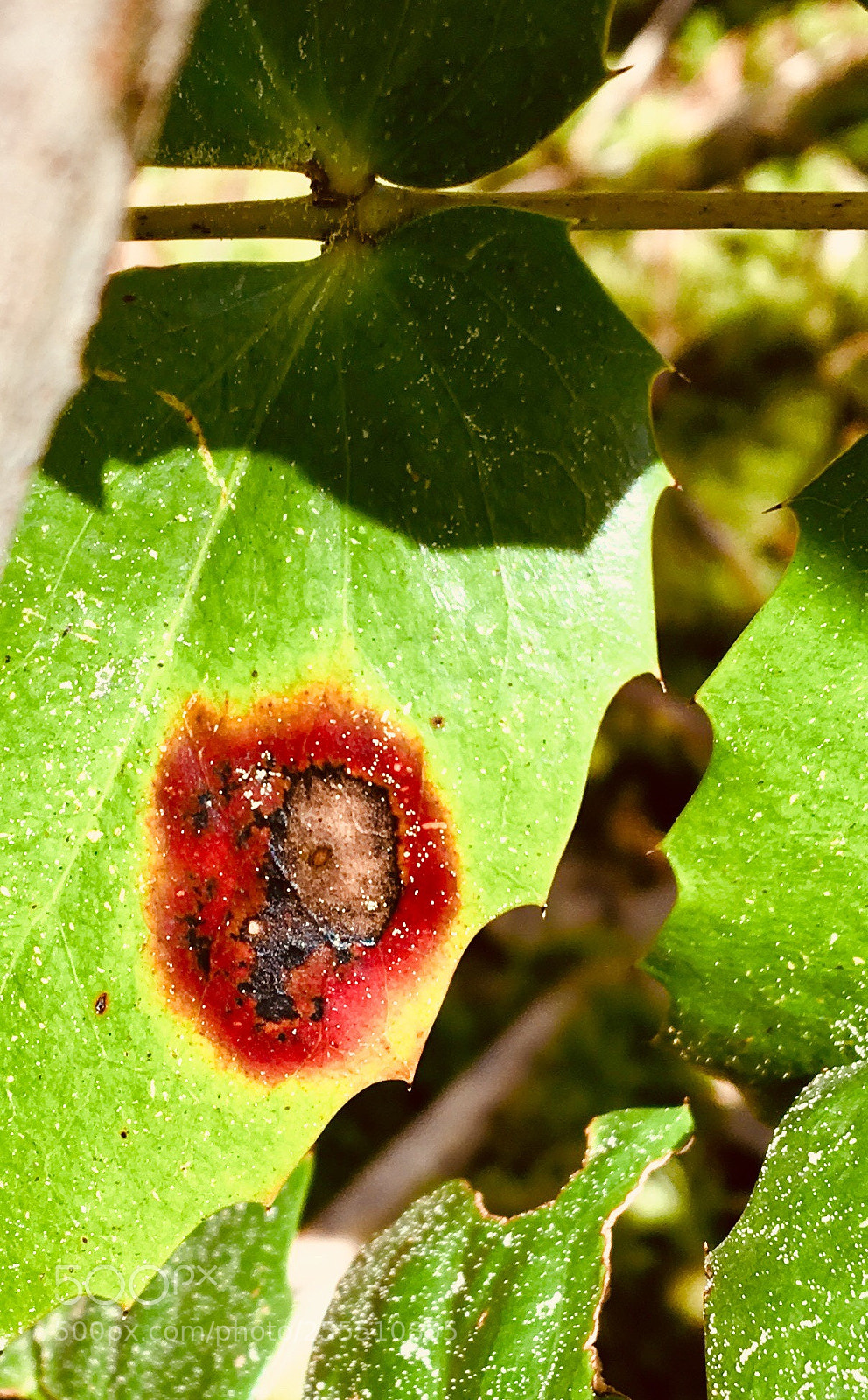 Apple iPhone 6s sample photo. Beauty mark photography