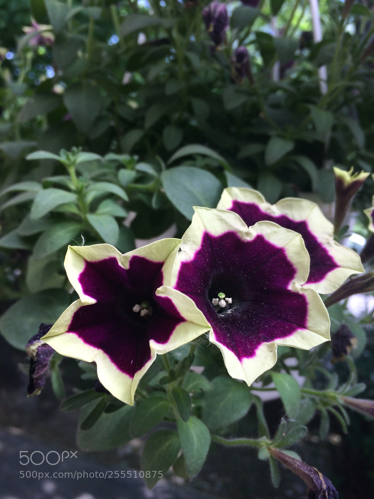 Apple iPhone 5s sample photo. Untitled photography