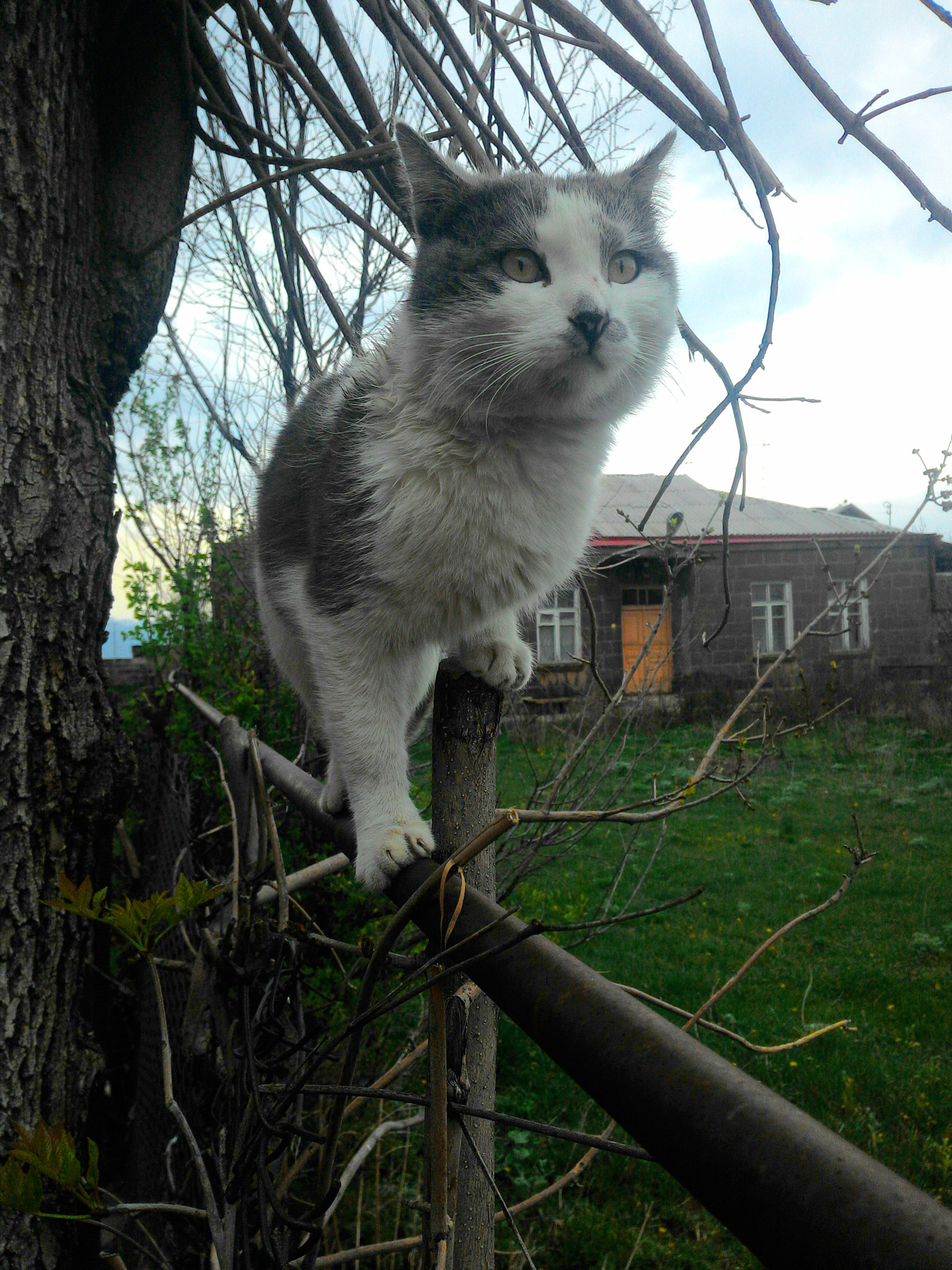 ASUS Z002 sample photo. I'm a handsome guy) photography