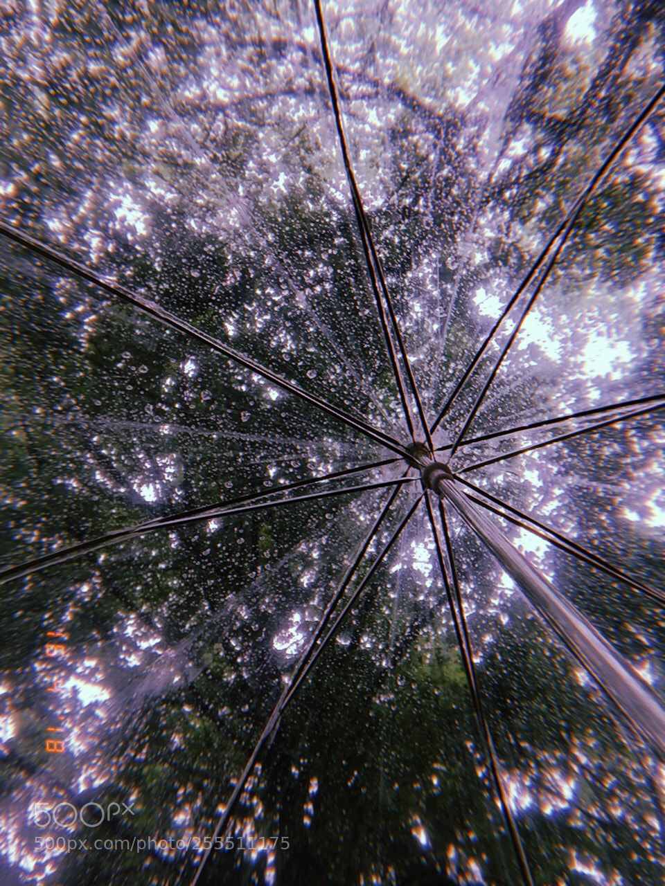 Apple iPhone sample photo. 满天星 photography