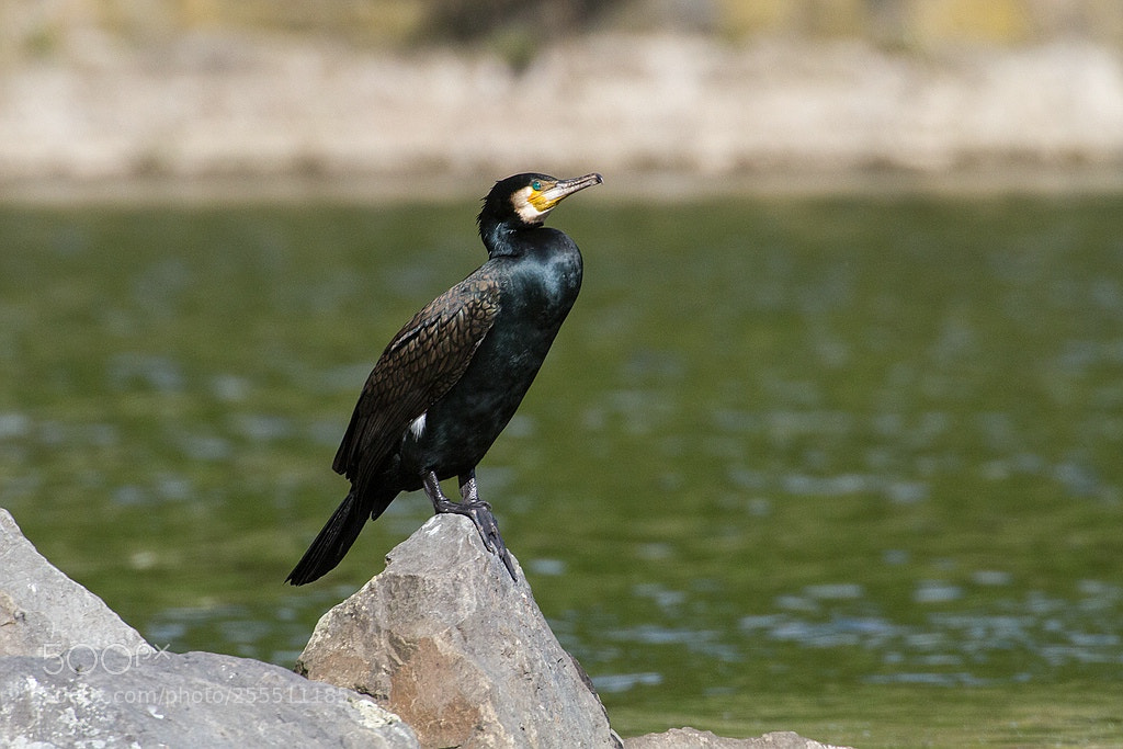 Canon EOS 7D sample photo. Kormoran photography