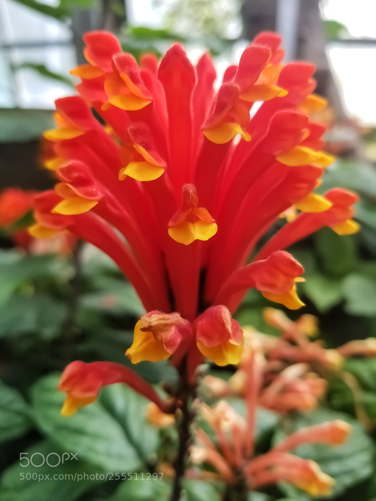 Samsung Galaxy S8 sample photo. Scutelleria costaricana photography