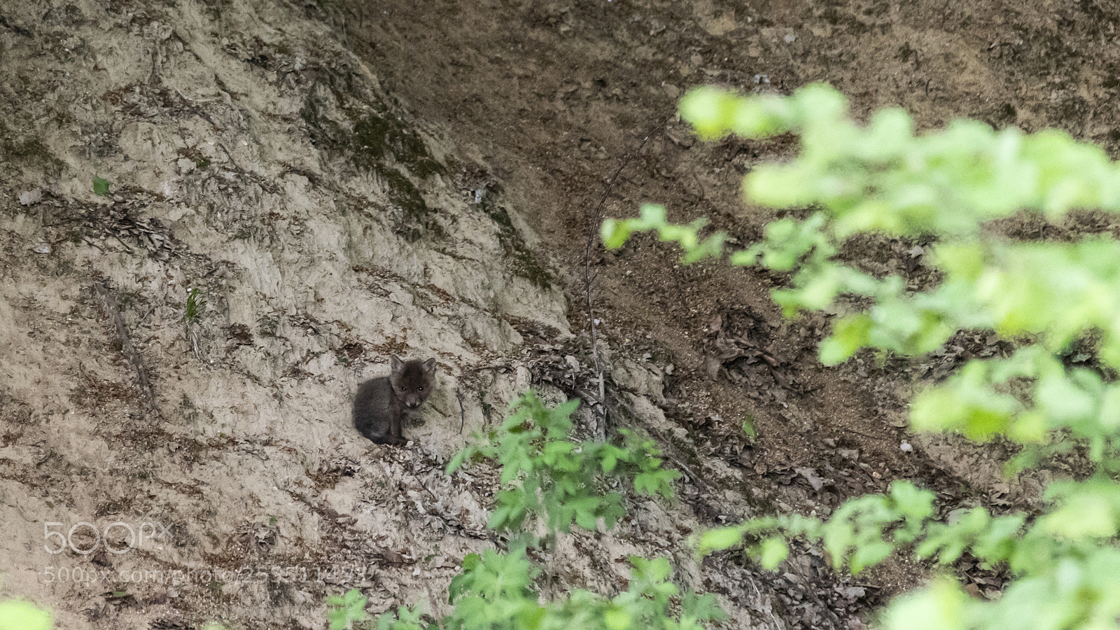 Pentax K-1 sample photo. Little small thing... photography