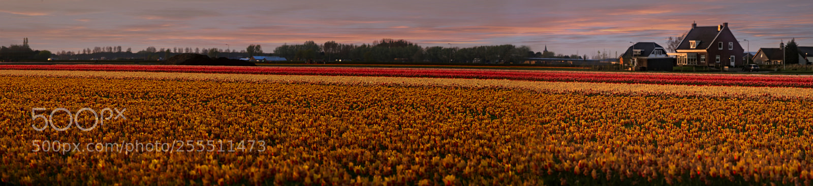 Sony a7 II sample photo. Lisse fileds at pano photography