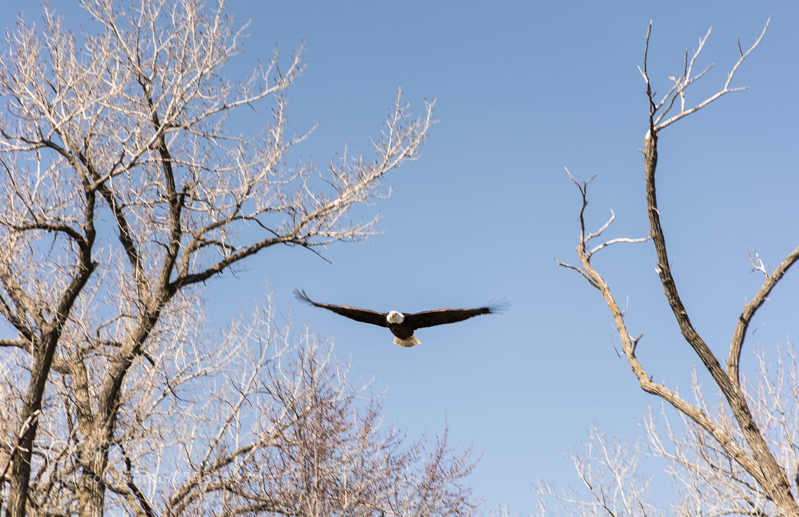 Nikon D7100 sample photo. Prey's-eye view photography