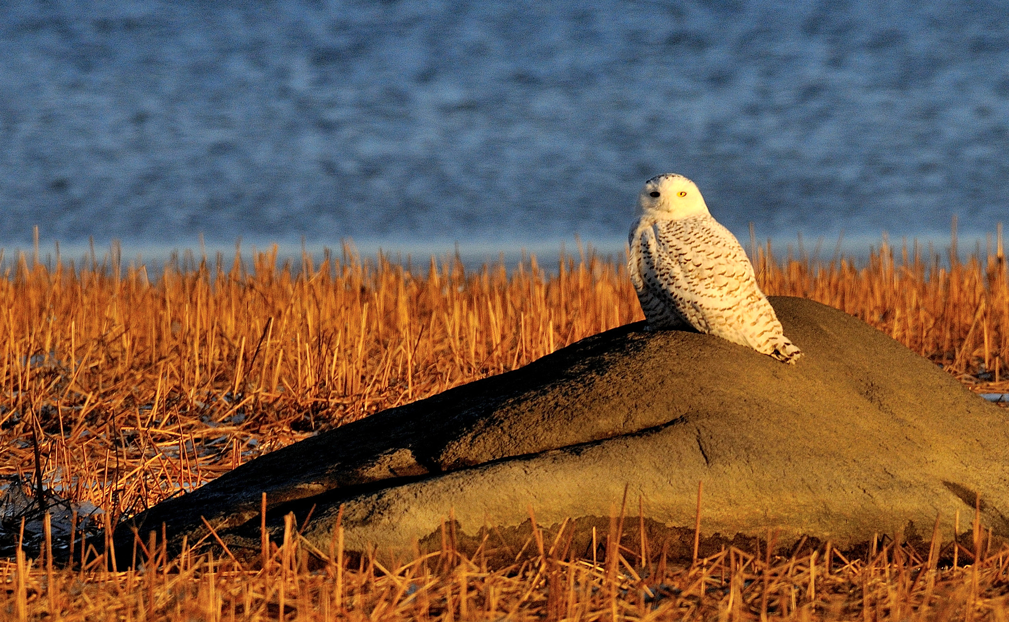 Nikon AF-S Nikkor 200-500mm F5.6E ED VR sample photo. Harfang des neiges photography