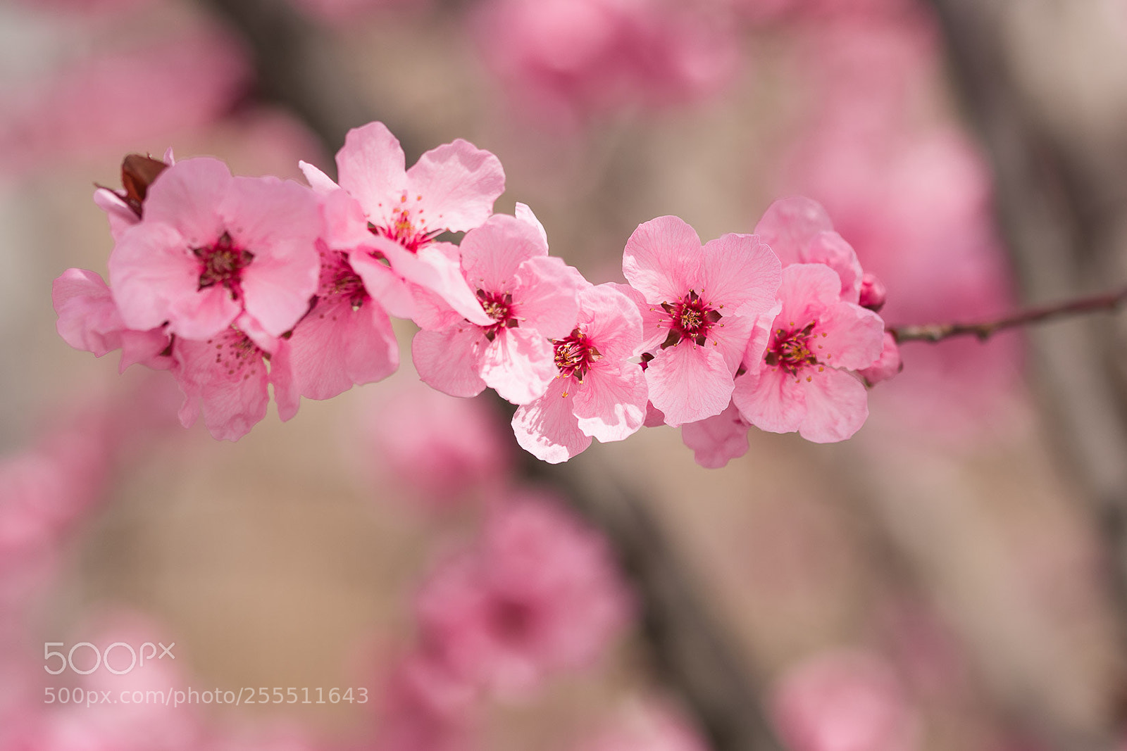 Nikon D500 sample photo. Can´t get enough photography