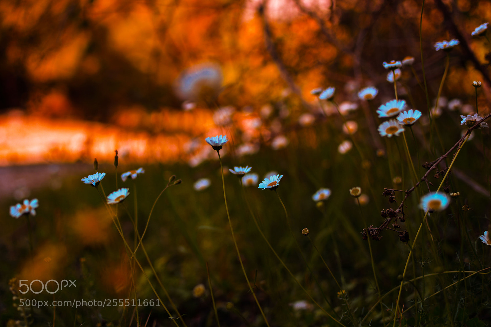 Nikon D7200 sample photo. Flowers photography