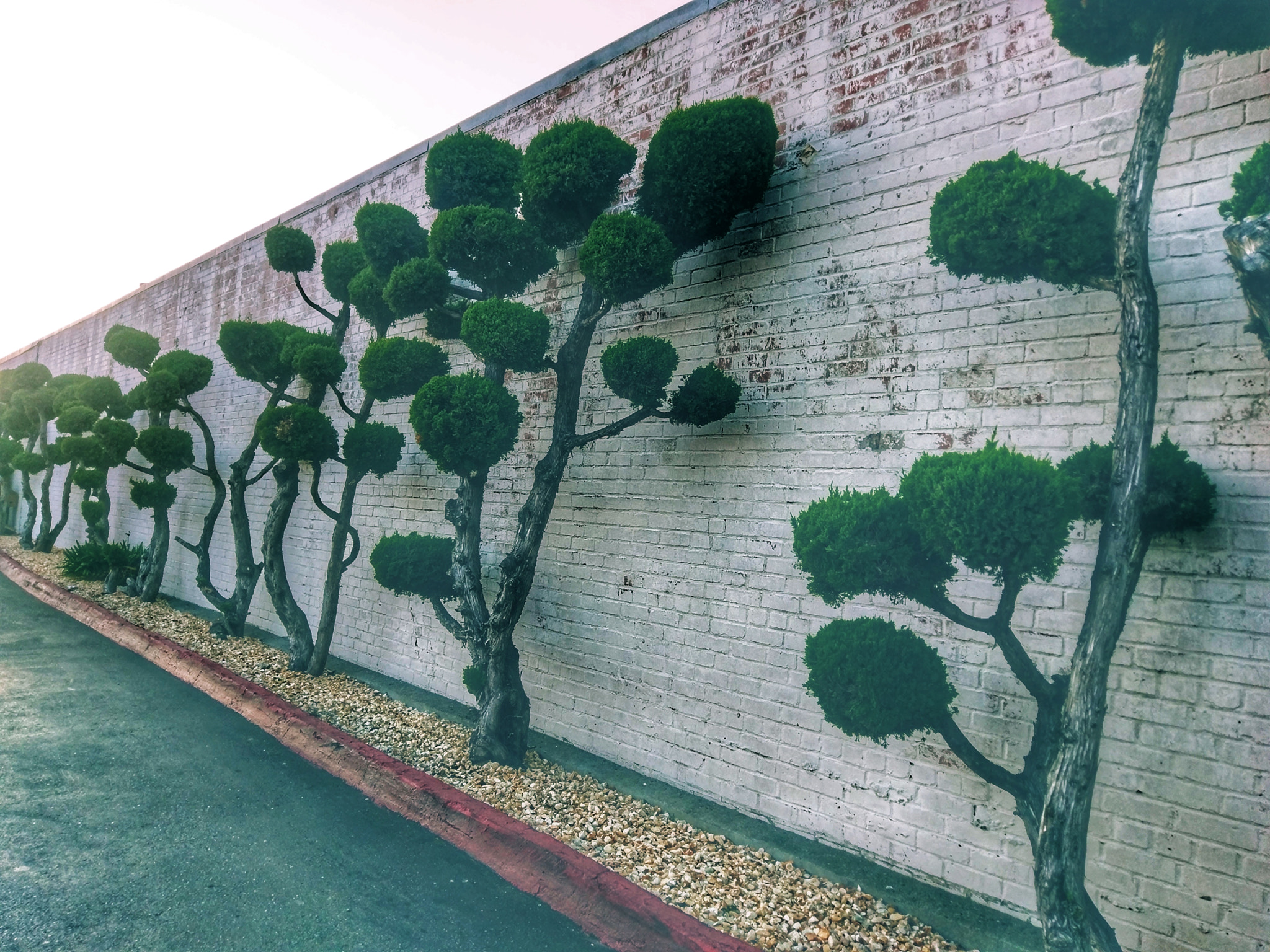 HTC 10 sample photo. Dr. seuss trees photography