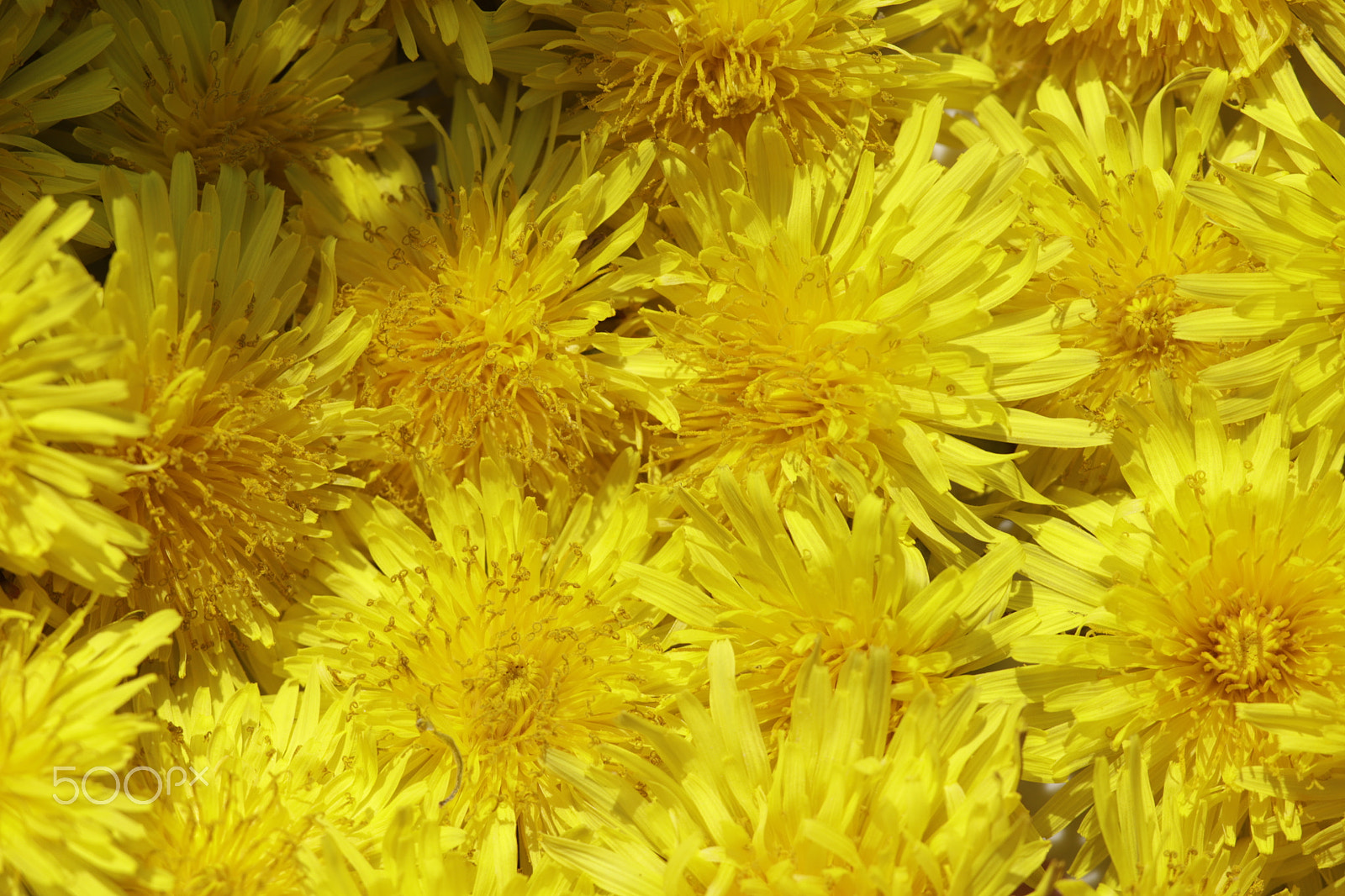 Sigma APO Macro 180mm F2.8 EX DG OS HSM sample photo. Dandelions wild spring flowers photography