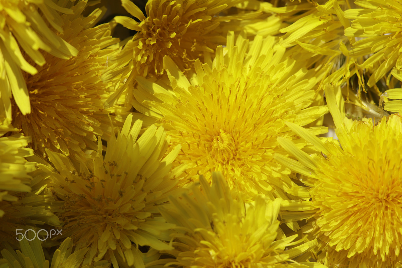 Canon EOS 6D Mark II sample photo. Dandelions wild spring flowers photography