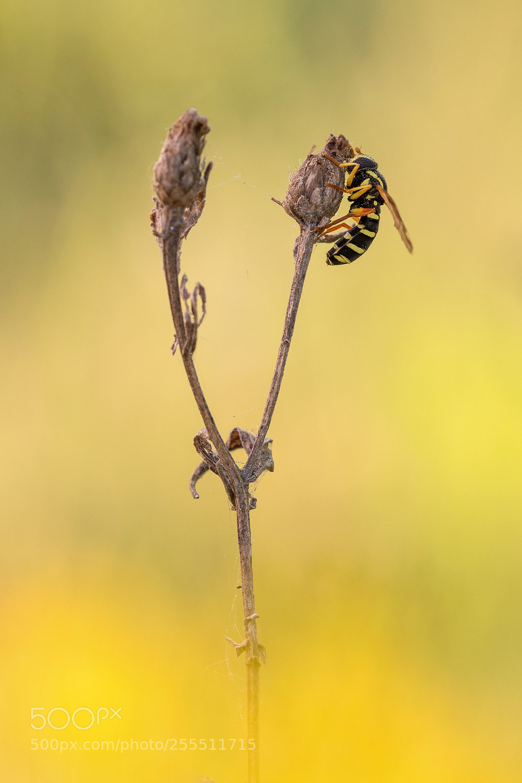 Nikon D500 sample photo. Syrphus ribesii photography