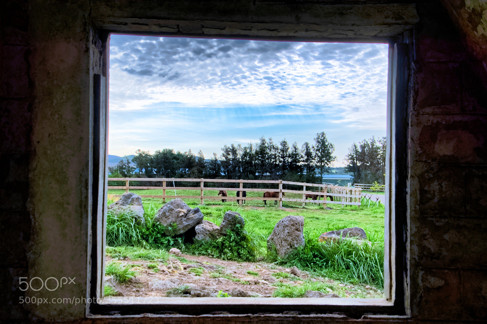 Nikon D500 sample photo. Outside the window photography