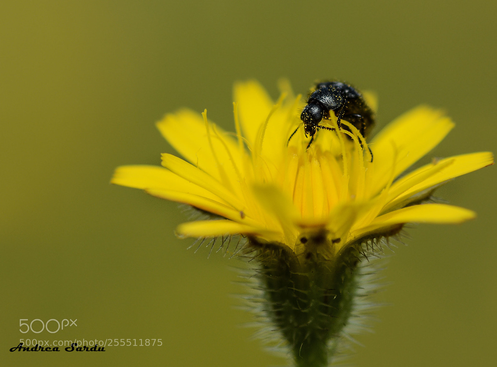 Nikon D7100 sample photo. Flower photography