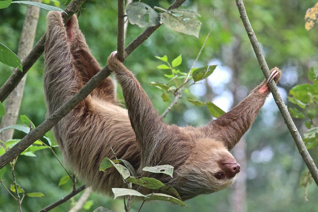 Sloth Where do sloths live - What Do Sloths Eat,  sloth, sloths, animal, costa rica, wildlife, tree, rainforest, forest - Sloth Diet