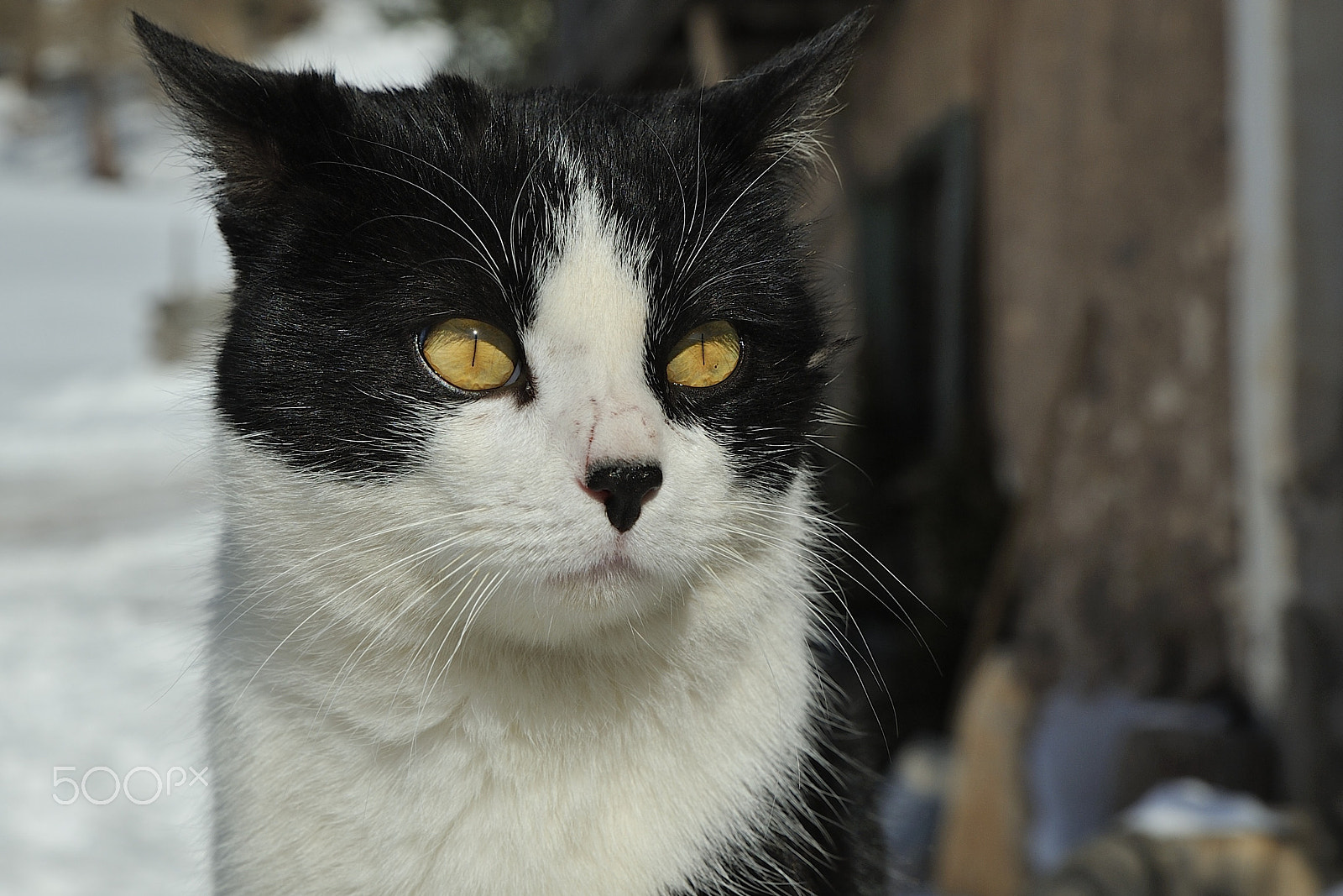 Tamron SP 24-70mm F2.8 Di VC USD sample photo. Pretty cat photography