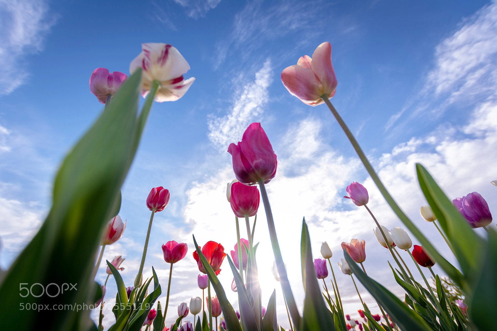 Nikon D5200 sample photo. Tulip photography