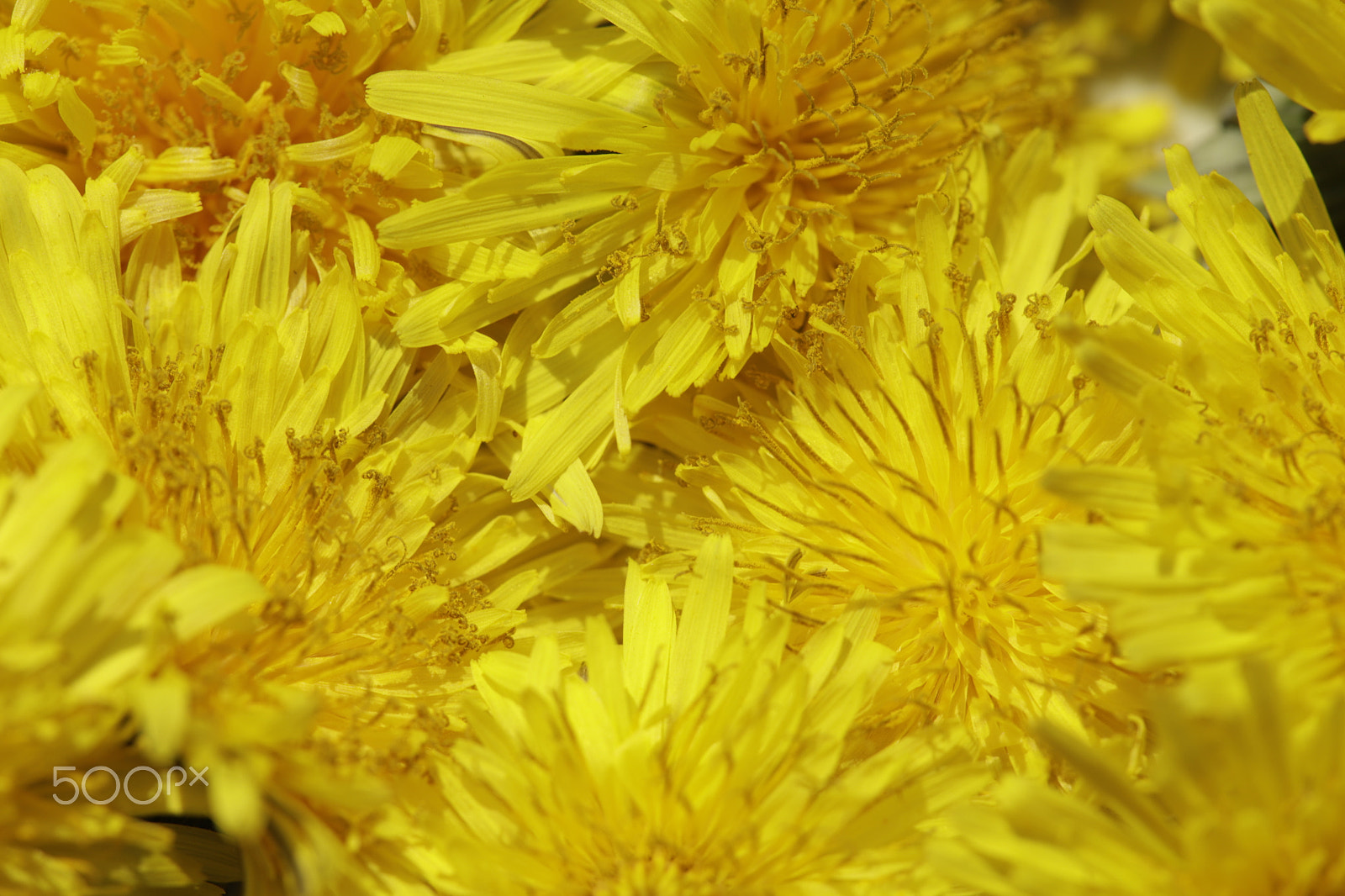 Sigma APO Macro 180mm F2.8 EX DG OS HSM sample photo. Dandelions wild spring flowers photography