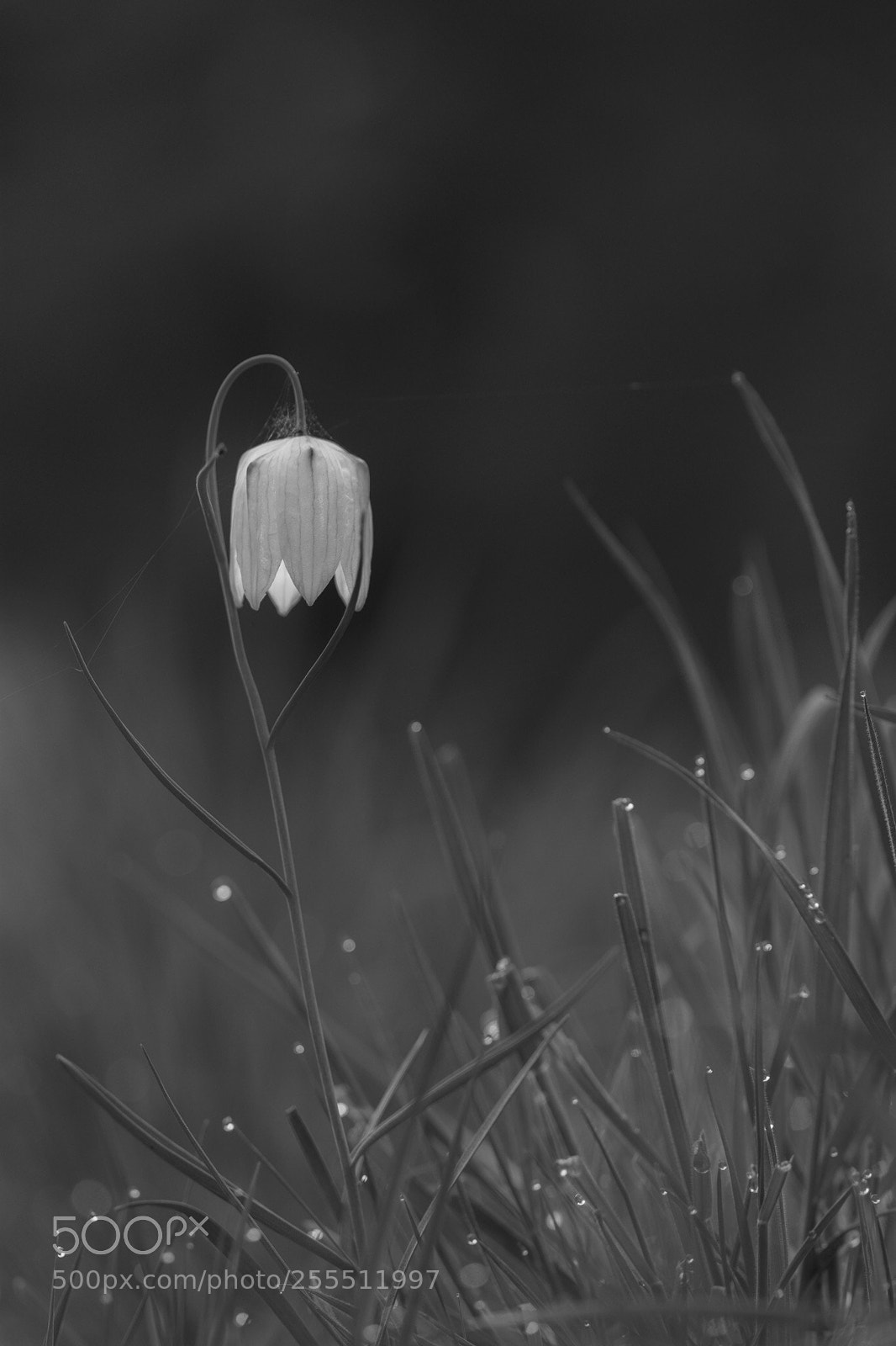 Nikon D7200 sample photo. Snakes head fritillary photography