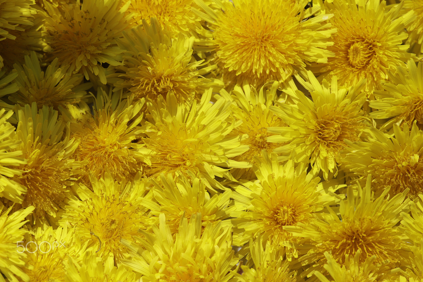 Canon EOS 6D Mark II + Sigma APO Macro 180mm F2.8 EX DG OS HSM sample photo. Dandelions wild spring flowers photography