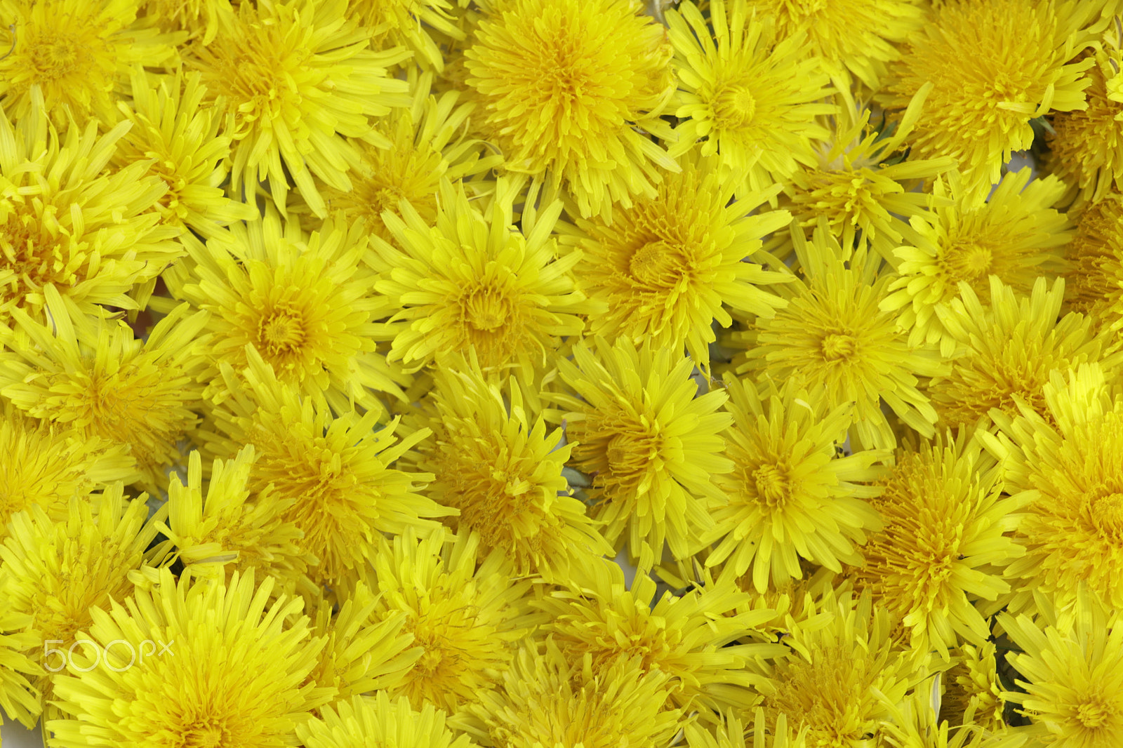 Sigma APO Macro 180mm F2.8 EX DG OS HSM sample photo. Dandelions wild spring flowers photography