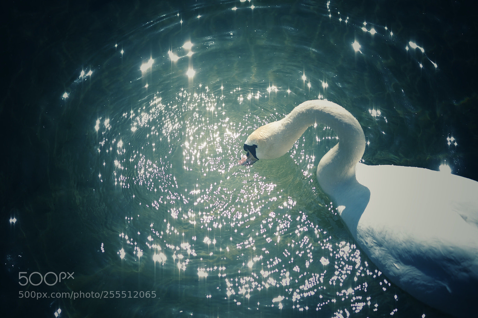 Fujifilm X-T10 sample photo. Schwanensee photography