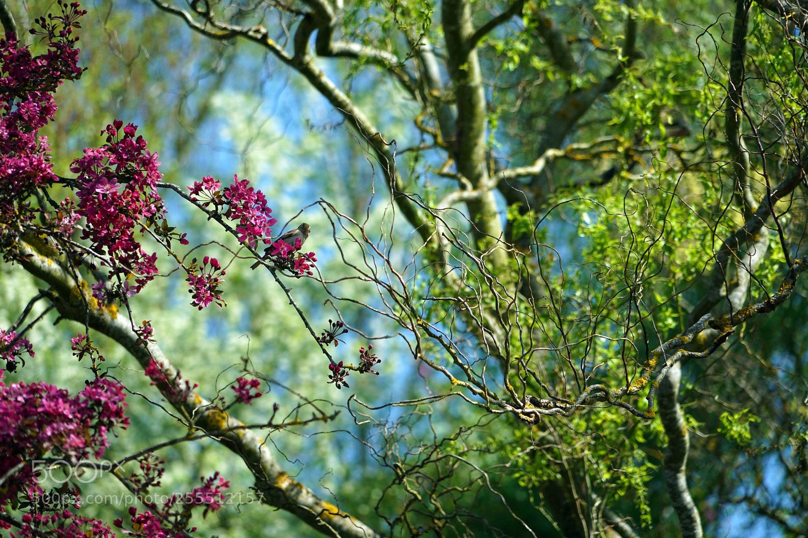 Sony a7 II sample photo. Breath of spring photography