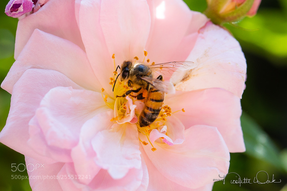 Canon EOS 6D sample photo. Pretty in pink photography