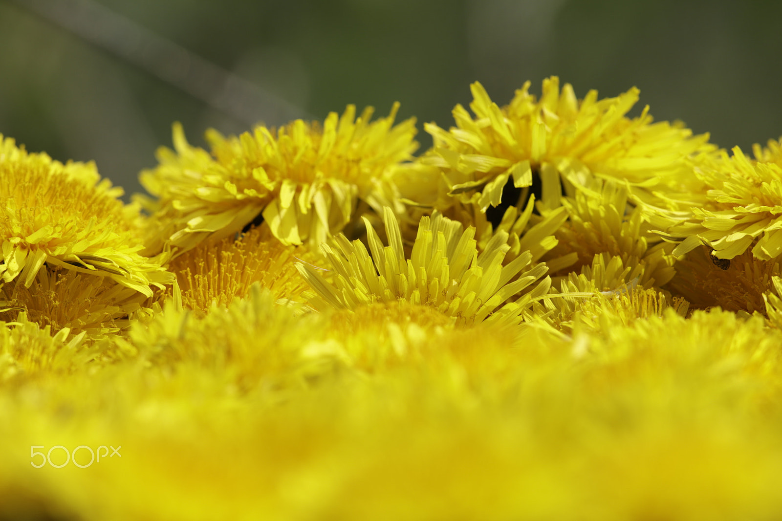 Canon EOS 6D Mark II sample photo. Dandelions wild spring flowers photography