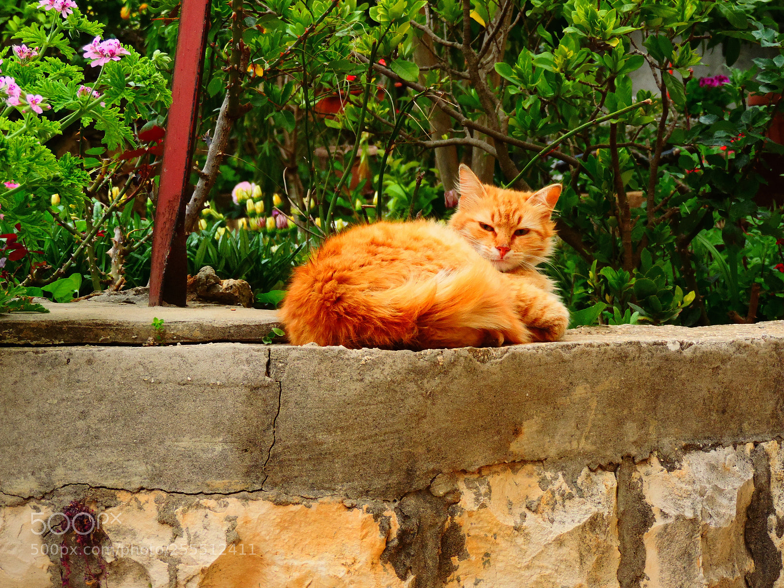 Nikon Coolpix P520 sample photo. Sleepy photography