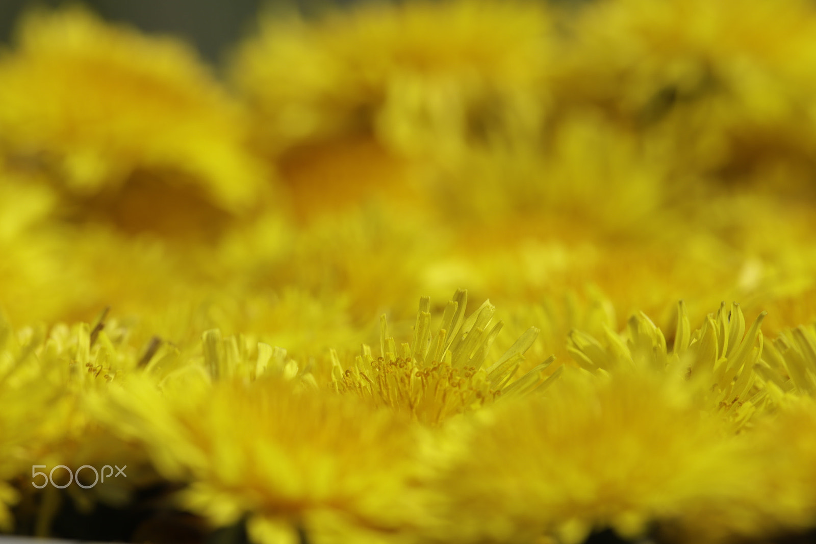 Sigma APO Macro 180mm F2.8 EX DG OS HSM sample photo. Dandelions wild spring flowers photography
