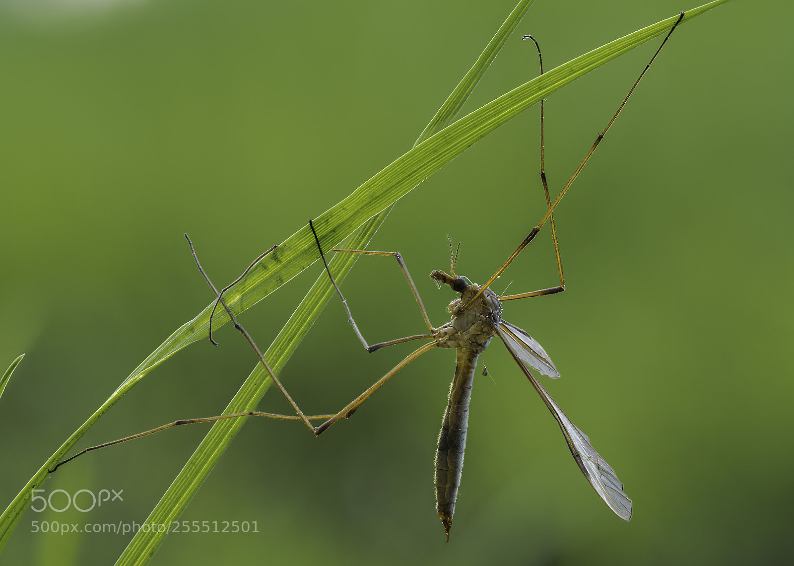 Olympus OM-D E-M1 Mark II sample photo. Tipulidae #2 photography