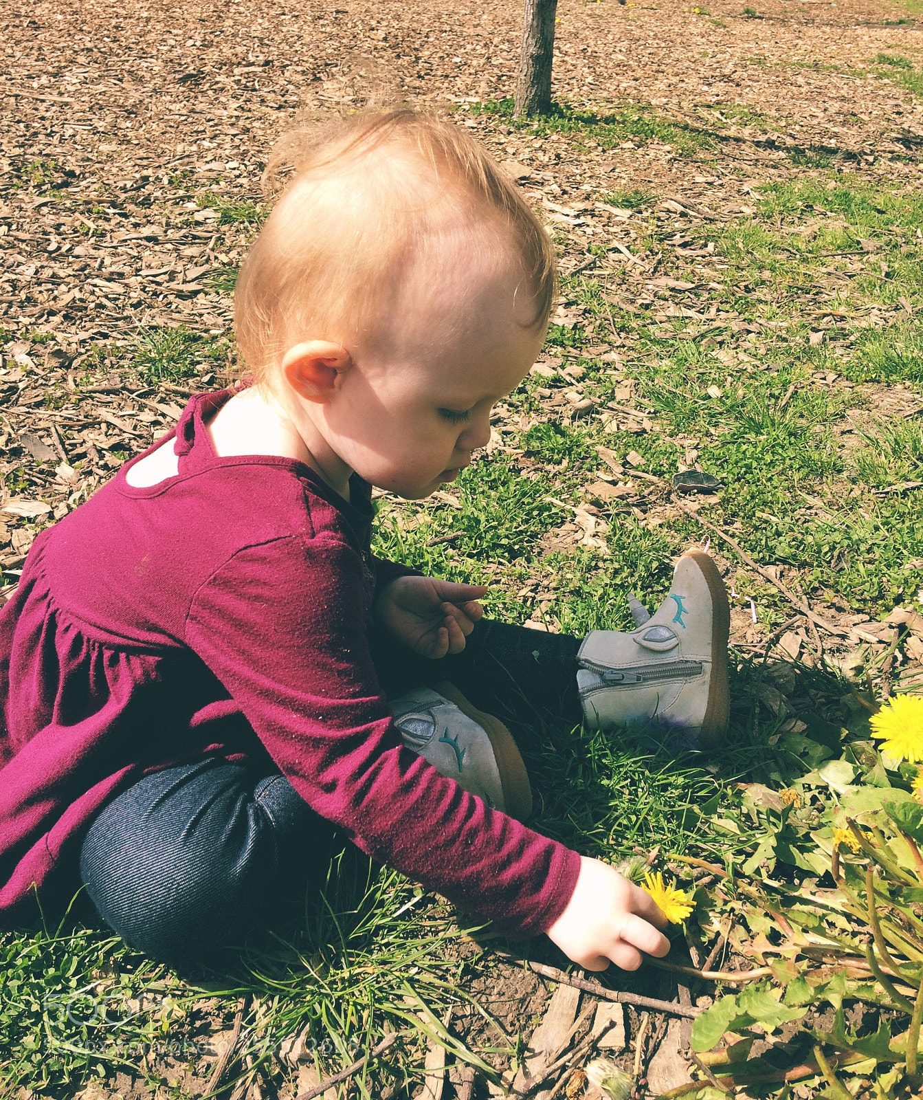 Apple iPhone 5s sample photo. Daisy and the dandelion photography