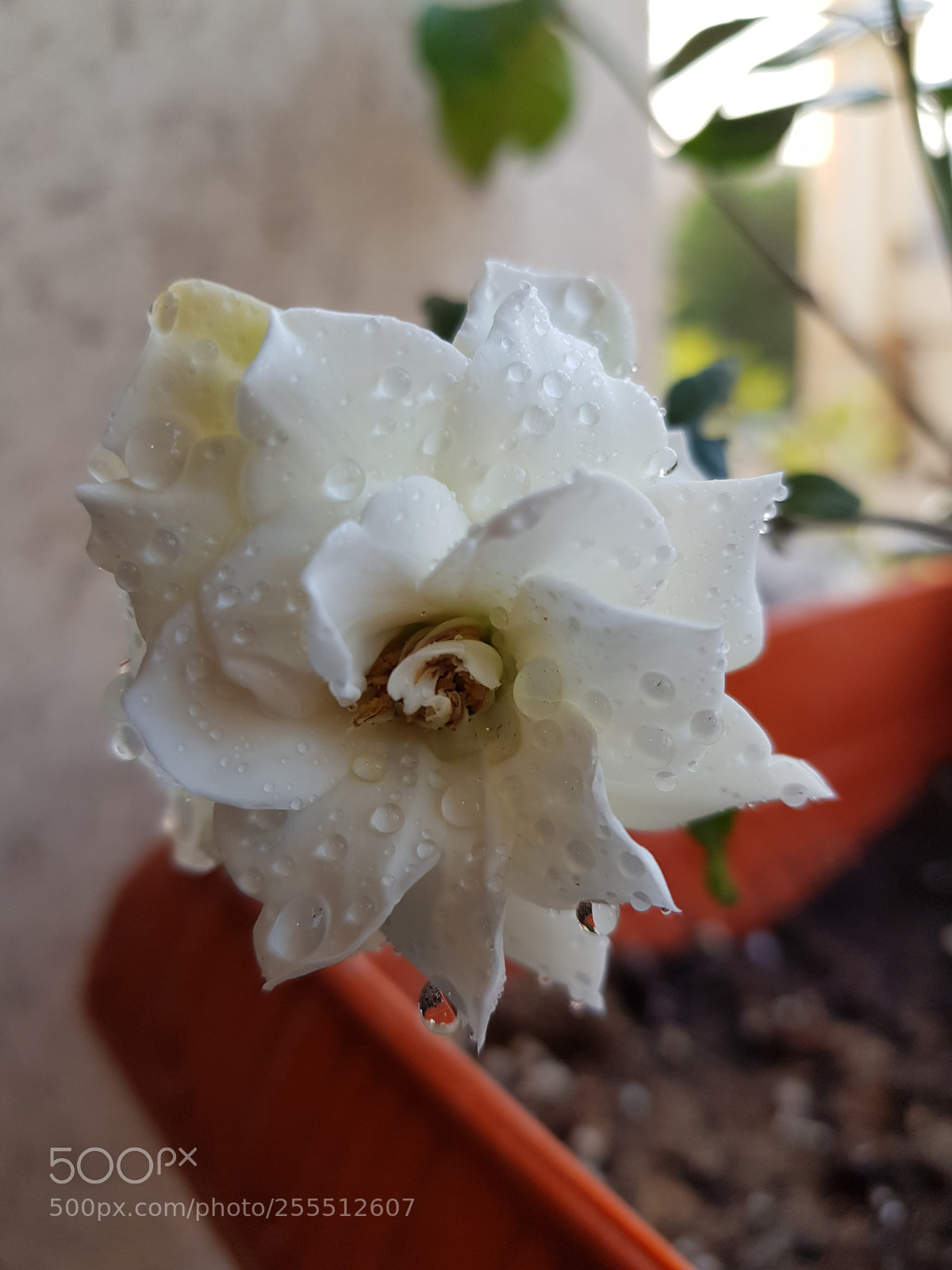Samsung Galaxy S8 sample photo. Untitled photography