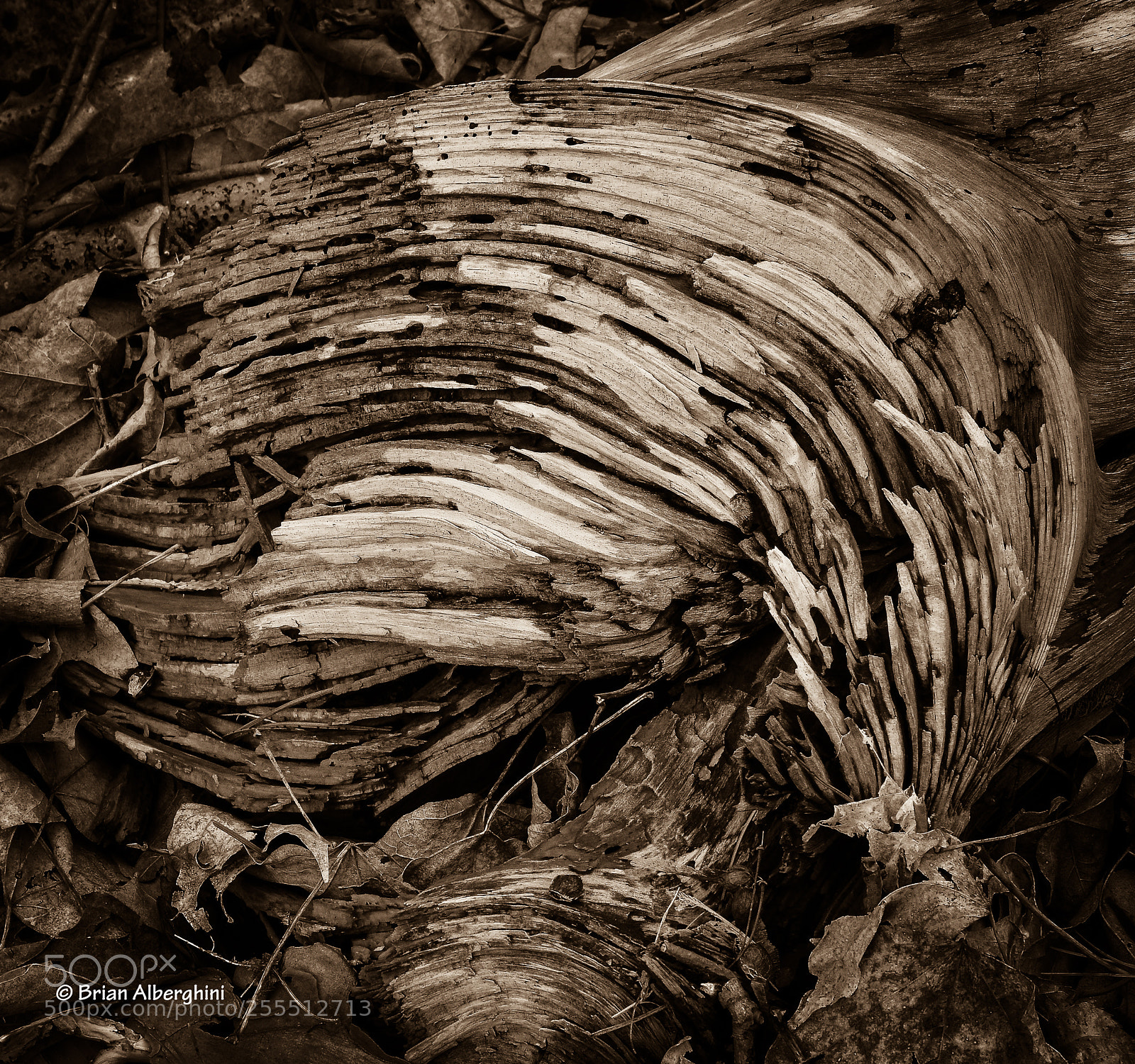 Nikon D7100 sample photo. Dead wood photography