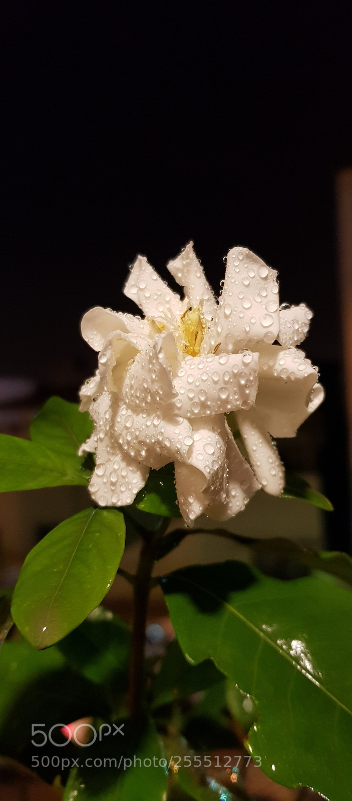 Samsung Galaxy S8 sample photo. Untitled photography