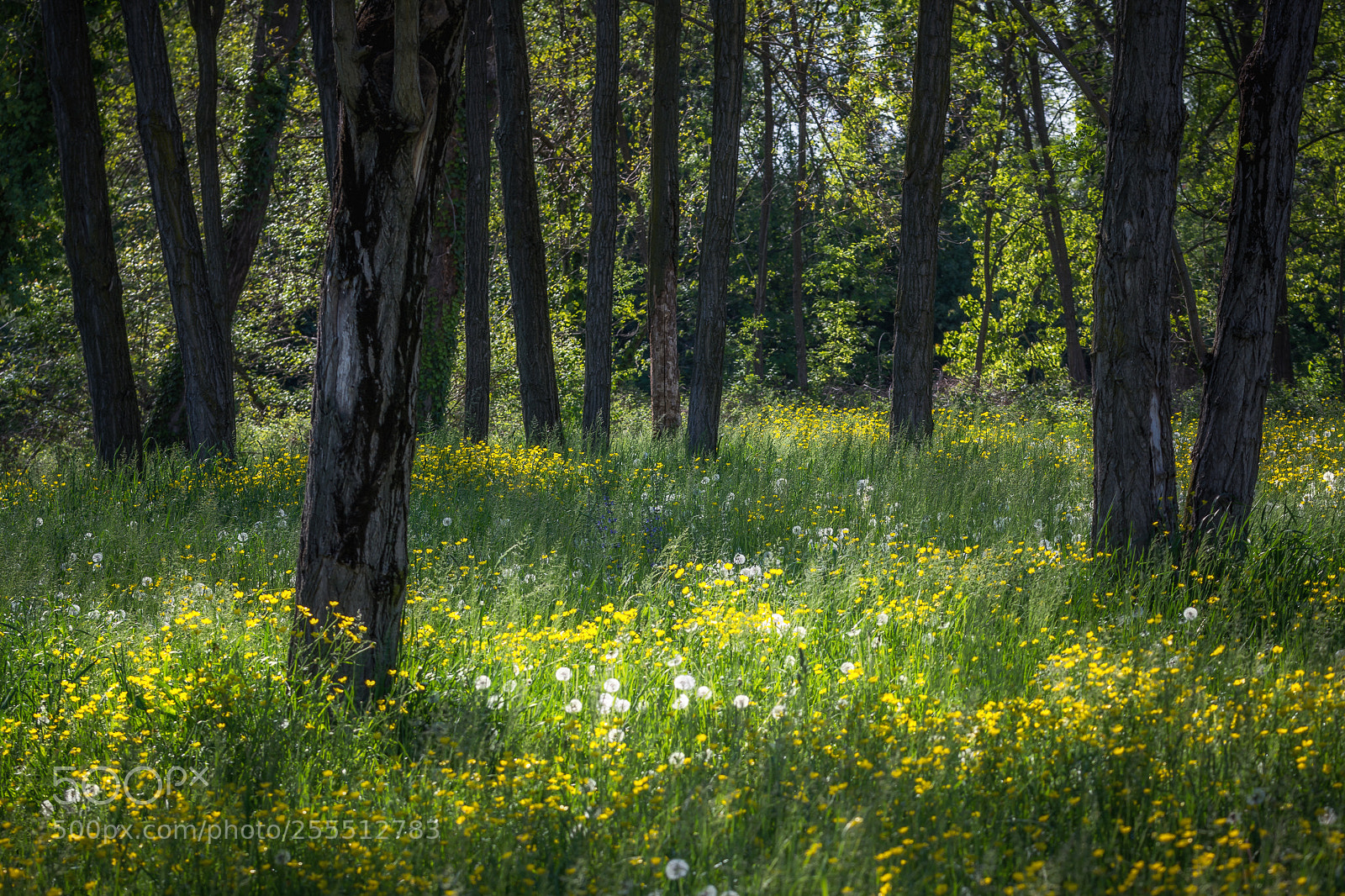 Nikon D7100 sample photo. Green days 3 photography