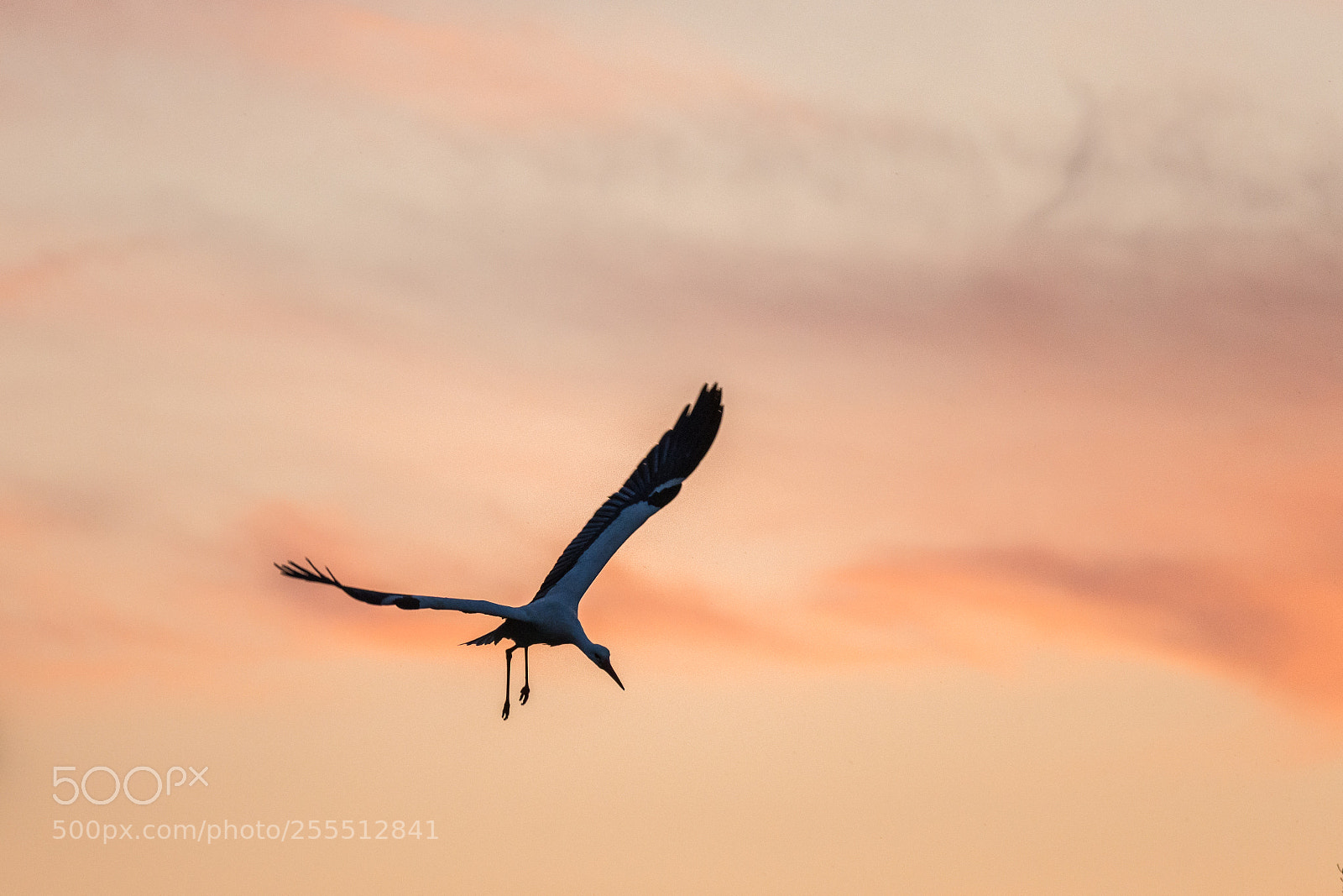 Nikon D7200 sample photo. Stork in the afterglow photography