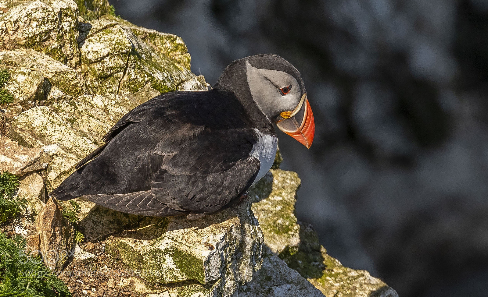 Canon EOS 7D Mark II sample photo. Puffin photography