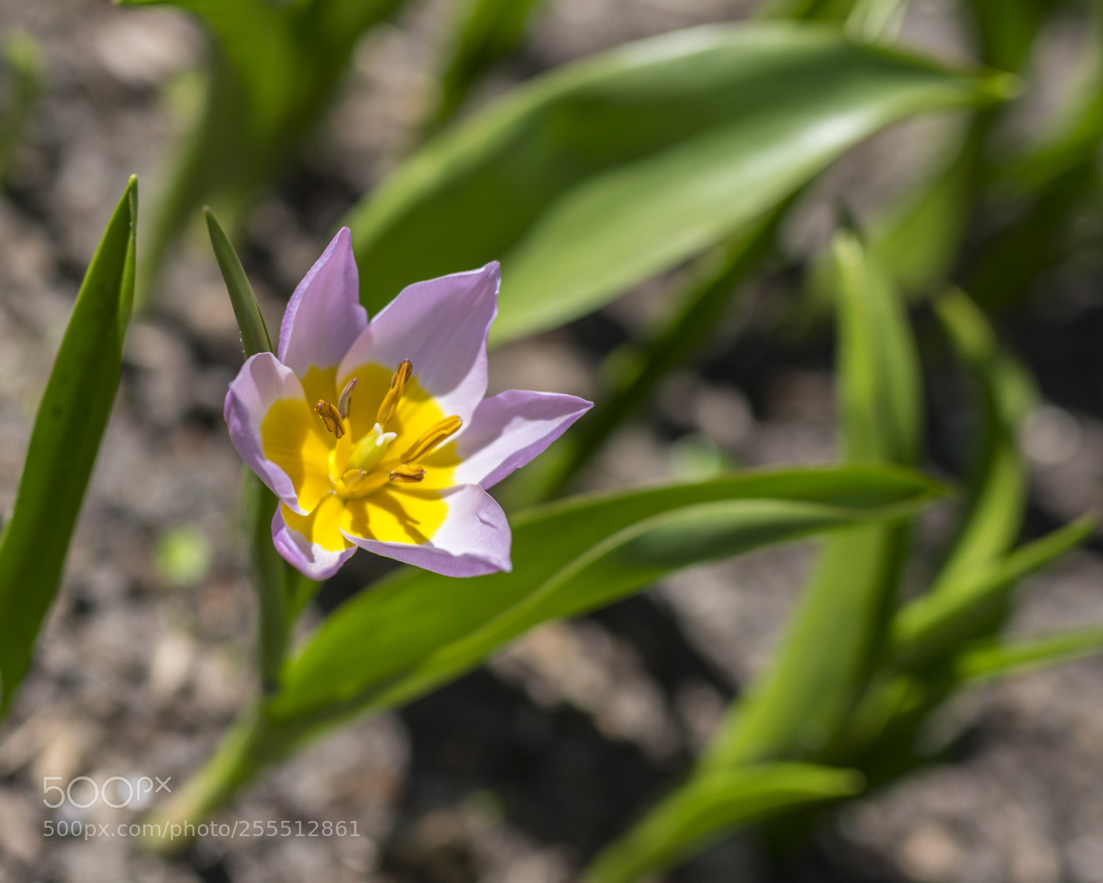 Nikon D850 sample photo. Tulip photography