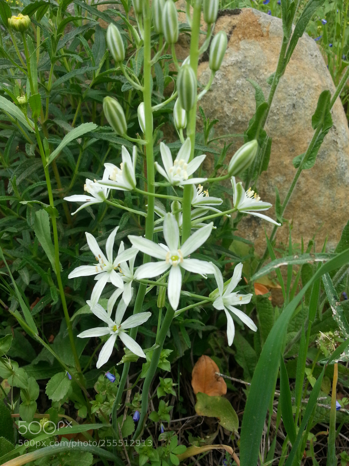Samsung Galaxy S3 sample photo. Untitled photography
