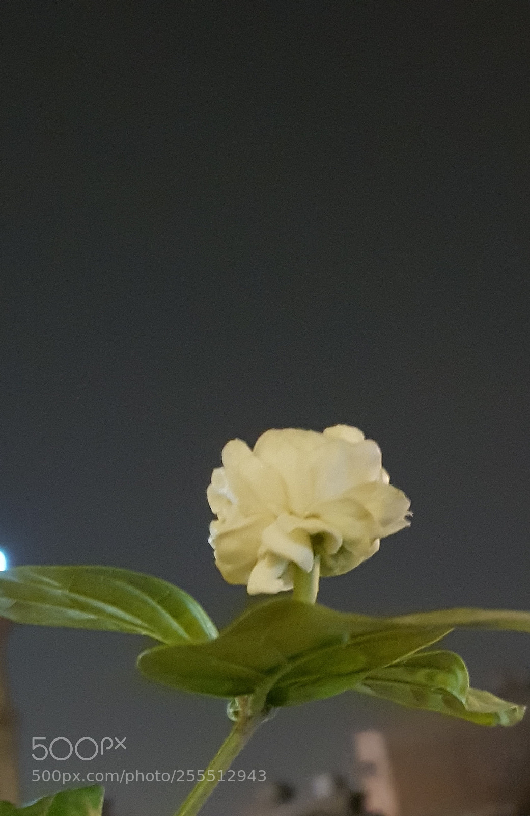 Samsung Galaxy S8 sample photo. Untitled photography