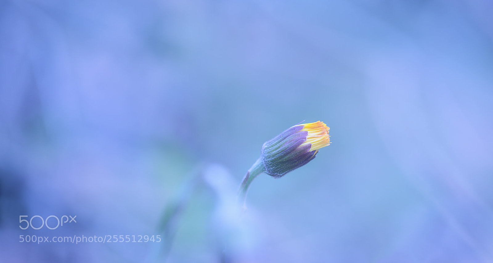 Canon EOS 5D Mark IV sample photo. Tussilago farfara - huflattich photography