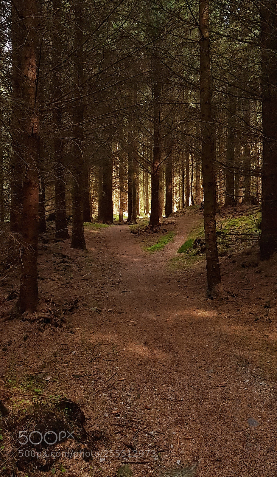 Samsung Galaxy S8 sample photo. Dalbeattie forest photography