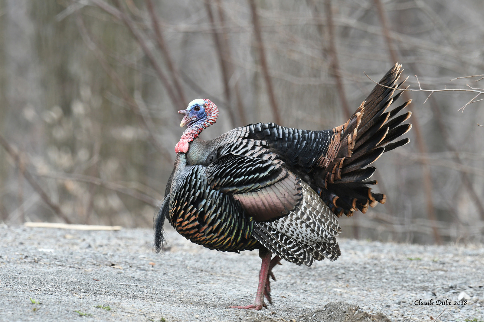 Nikon D500 sample photo. Dindon sauvage / wild turkey photography