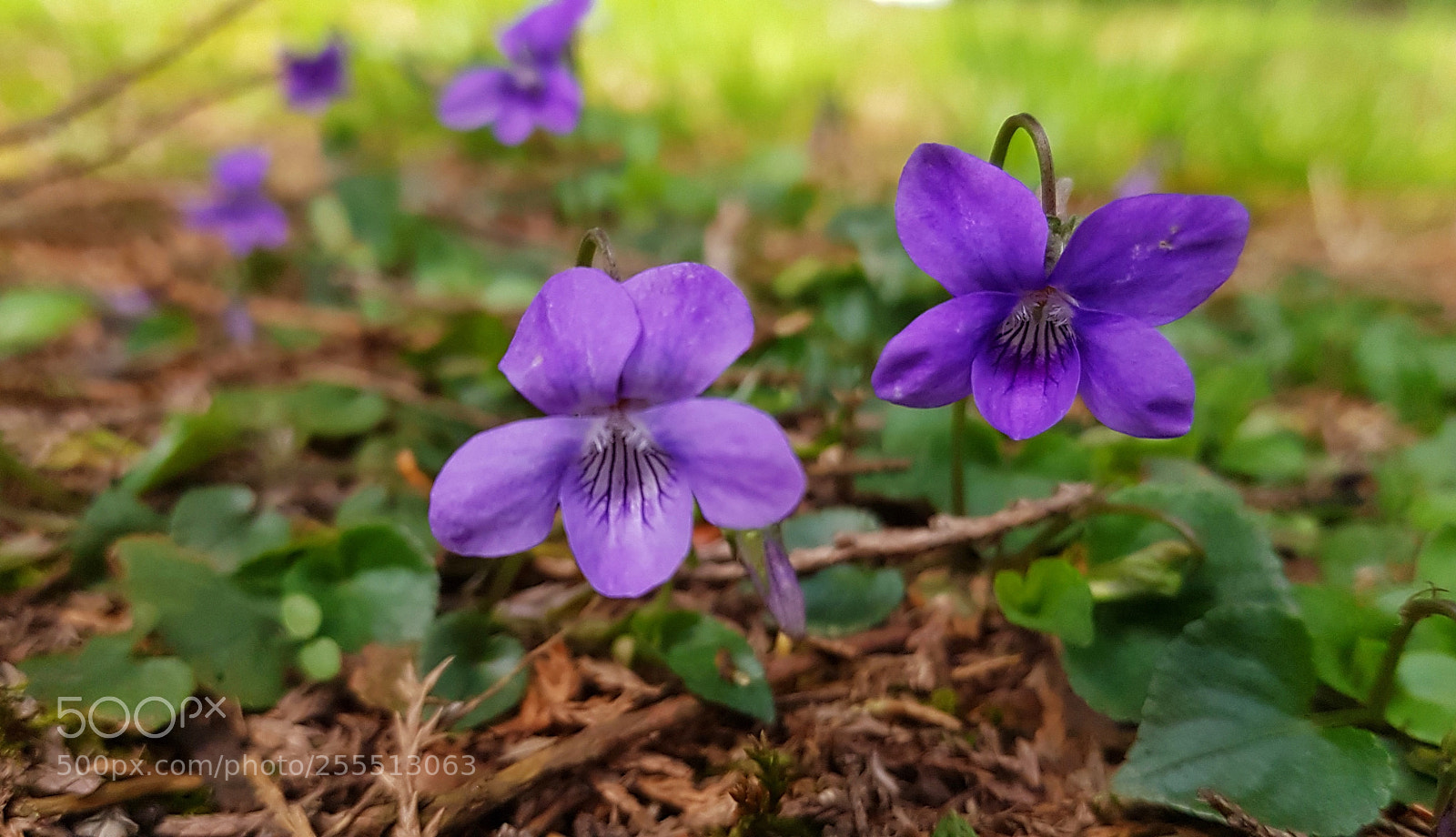 Samsung Galaxy S8 sample photo. Purple flower photography